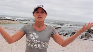 Ocean Life Beach Cleanup 2 December 2017