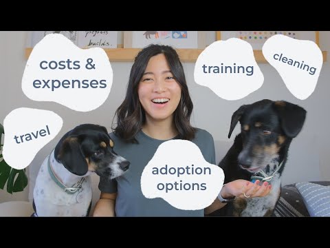 Everything you need to know about adopting and owning a dog