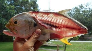 Jack Crevalle for Dinner