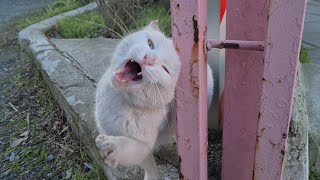 Angry White Cat Uses Every Fighting Technique it Knows to Slap Me.