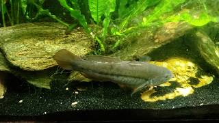 South American Bumblebee Catfish Is Very Reclusive