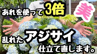 ◆【支柱を使って】乱れたアジサイめちゃくちゃ綺麗に！