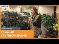 Растения-крупномеры. Советы по уходу от биолога компании "7ЦВЕТОВ"