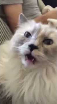 Cat does not like the smell of my perfume... | CONTENTbible