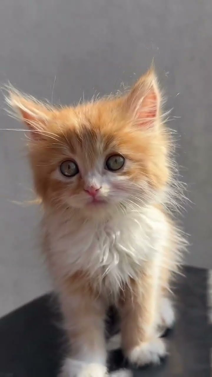 JE CHERCHE NOM POUR BÉBÉ CHATON