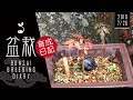 【ほぼ日盆栽育成日記 7/26】Bonsai breeding diary 初心者 bonsai trees for beginners ヒーリング healing リラックス Relax bgm