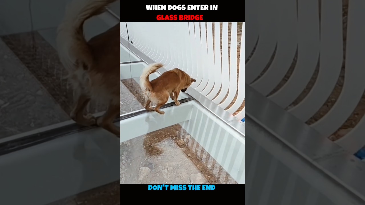 When Dog & Cat Enter in Glass Bridge 