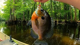 'Big Summer Bluegills Bream fishing'