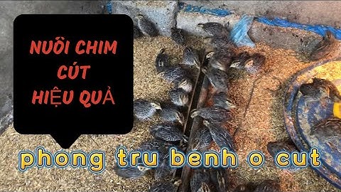phần 10 - những bệnh thường gặp khi nuôi chim cút và phương pháp cách khắc phục Hiệu Quả