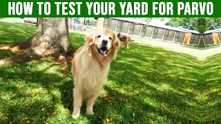 How to Test Your Yard for Parvo - Prevent Contamination