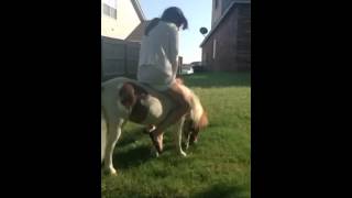 Pony Ride Fail Pony Ride Fail