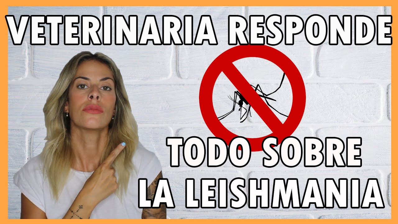 LEISHMANIA EN PERROS SÍNTOMAS Y TRATAMIENTO 👌 | Todo lo que NECESITAS SABER ✅