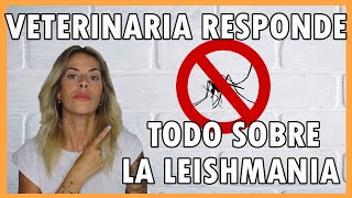 LEISHMANIA EN PERROS SÍNTOMAS Y TRATAMIENTO  | Todo lo que NECESITAS SABER ✅