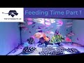 Top stingrays uk  feeding time part 1