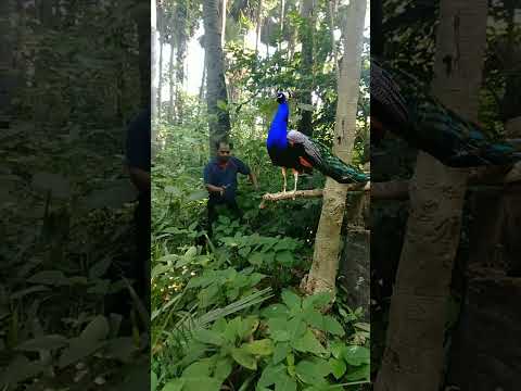 catching peocock 😪 #shorts #youtube #share #peocock #viral #trending #youtubeshorts