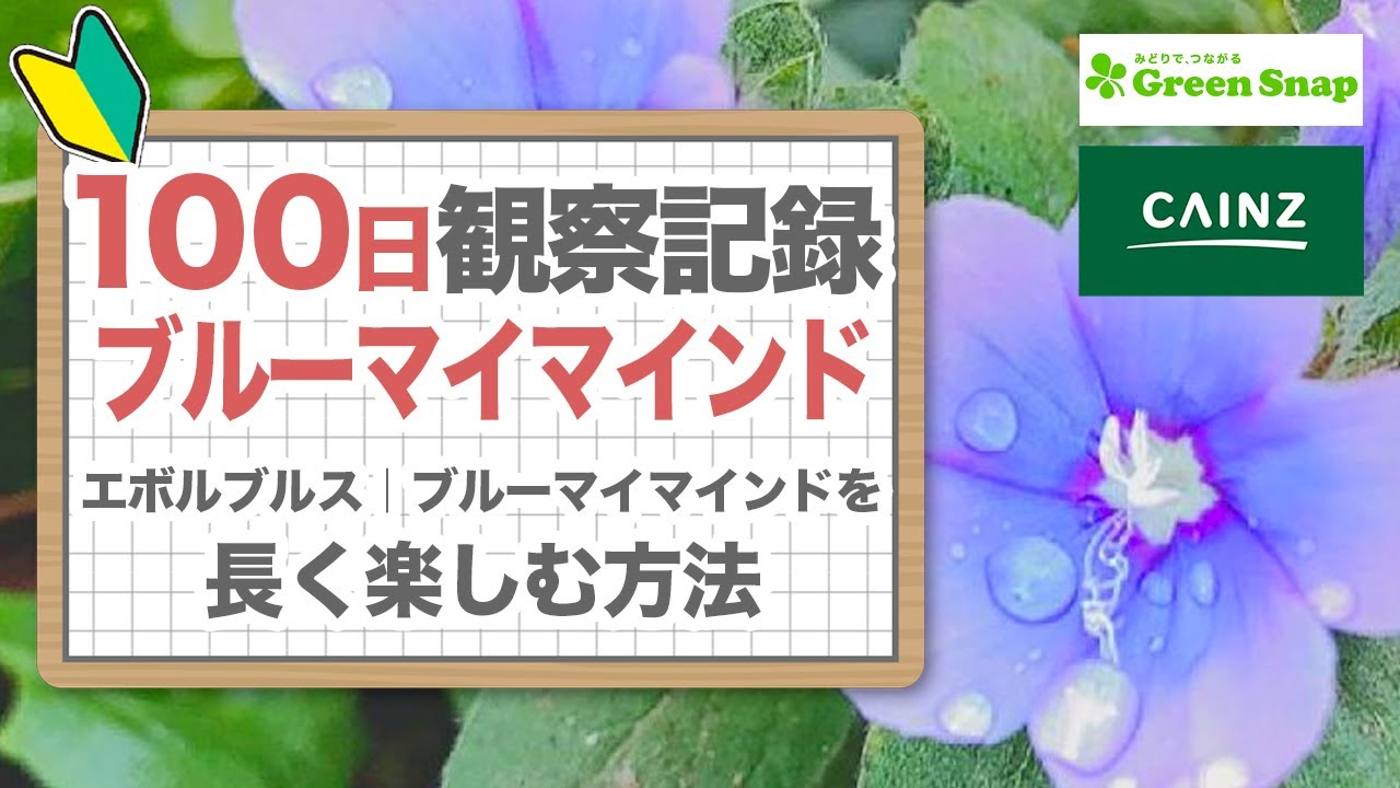 エボルブルス 100日観察 ブルーマイマインドを長く楽しむ育て方 アメリカンブルー 無音 Youtube エボルブルス 100日観察 ブルーマイマインドを長く楽しむ育て方 アメリカンブルー 無音 Youtube