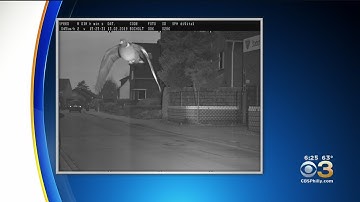 Fast Flying Pigeon Triggers Speed Camera