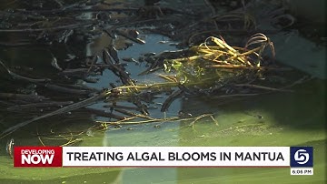 Pilot program used to clear algal blooms in Mantua