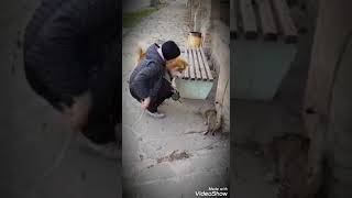 ЗНАКОМСТВО АКИТЫ С КОШКОЙ.. НА ПРОГУЛКЕ..Учимся быть "ВЕЖЛИВЫМИ" с нашими братьями меньшими!!!👌😉 ЗНАКОМСТВО АКИТЫ С КОШКОЙ.. НА ПРОГУЛКЕ..Учимся быть "ВЕЖЛИВЫМИ" с нашими братьями меньшими!!!👌😉