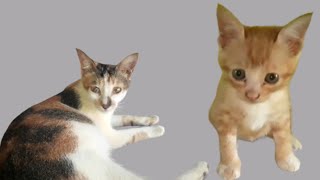 Funny And Cute Video Of Cats Playing At Home