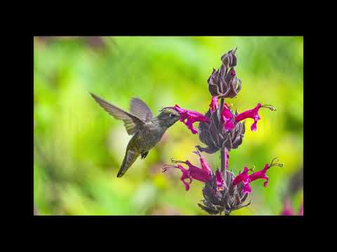 Video: Hummingbird Sage Facts - Kawm Txog Hummingbird Sage Siv Hauv Lub Vaj