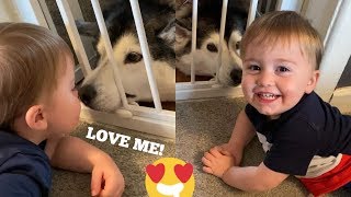 Baby Crawls On Floor & Kindly Asks Husky For A Kiss! “Please Millie” [THE CUTEST VIDEO EVER!!!!!!]