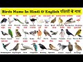 birds names in english and hindi with pdf |पक्षियों के नाम | Birds name in hindi and english |