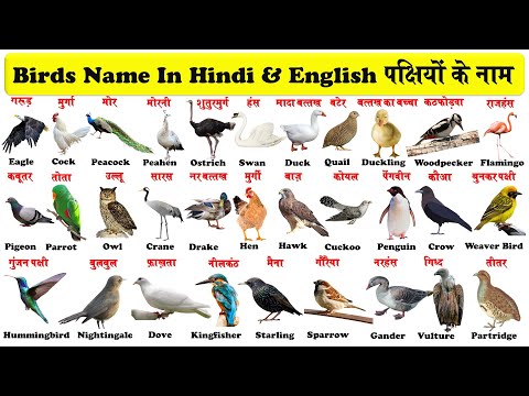 वीडियो: पक्षी का नाम कैसे रखें