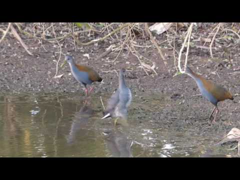 fauna brasileira sertaneja SARACURA CHUTA BONITO animais selvagens pampas pantanal brazilian brazil