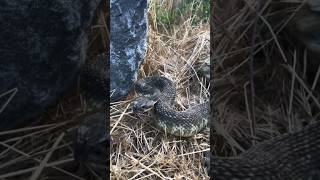 Black rattlesnake. shortsfeed wildlife shortsviral trendingshorts foryou shorts