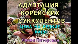 Адаптация корейских суккулентов. Цены на редкие виды.