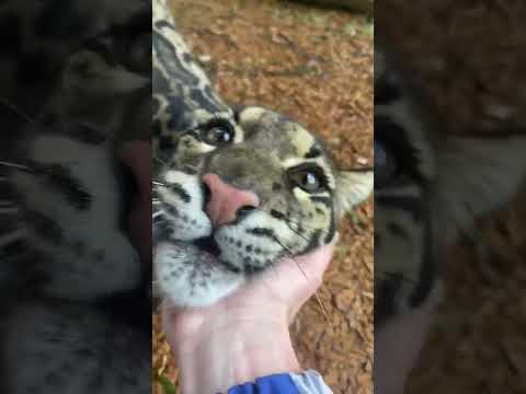 Friendly Cat!! #animals