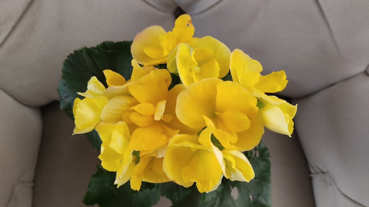 BEGONYA ÇİÇEĞİ BAKIMI - BEGONYA ÇOĞALTMA