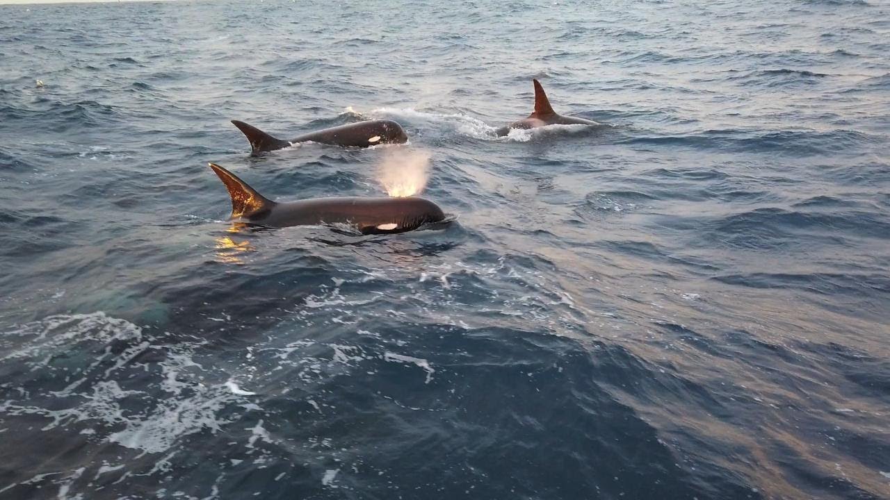 チリの沖合を泳いでいた幻のシャチの撮影に成功 新種の可能性も カラパイア チリの沖合を泳いでいた幻のシャチの撮影に成功 新種の可能性も カラパイア