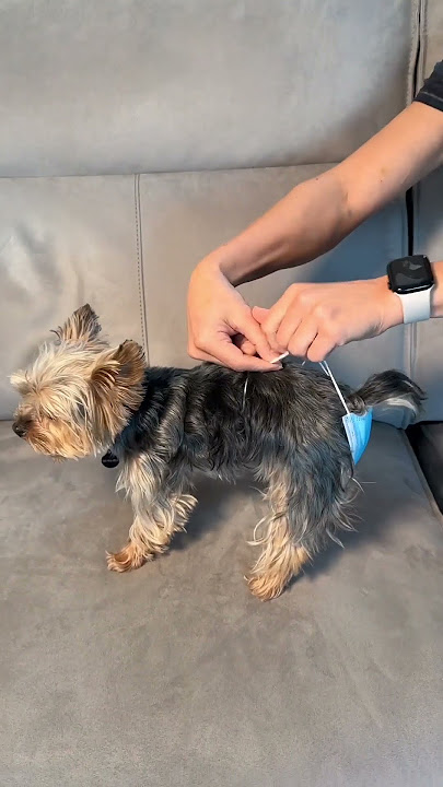 DIY Doggie Diaper #shorts #yorkie #mask #diaper #furbaby