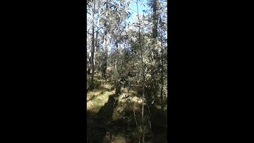 NBN saftey a nice stroll up to the tree destroyer.