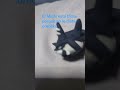 #funny #pets