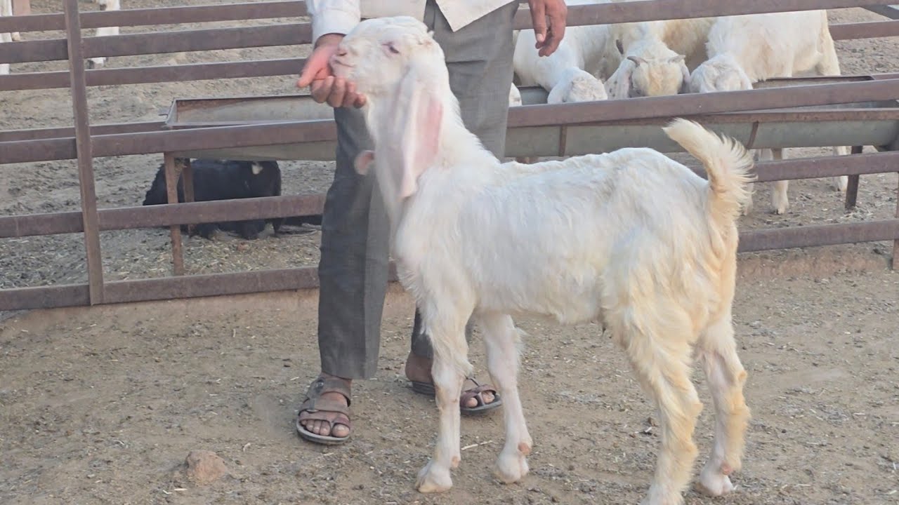 Top Quality Sojat Ke Gulabi Bache For Sale At | RJ Goat Farm.