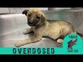 Puppy crying and crawling, nearly paralyzed by overdose cow medication - Teddy - Takis Shelter