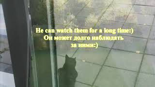 Cat Leo is watching the ROE DEERS:) Funny Animals! Norway / Кот Лео наблюдает за КОСУЛЯМИ:) Норвегия