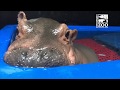 Baby hippo fionas special moments  neverbeforeseens from care team  cincinnati zoo