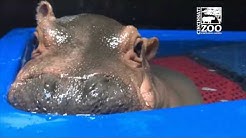 Baby Hippo Fiona's Special Moments:  Never-before-seen Videos from Care Team - Cincinnati Zoo