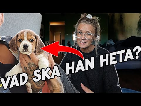 Video: Hvorfor er noen hunder så sta?