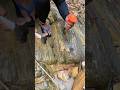 From Ordinary Rock to Real Gold — The Easiest Way Revealed #goldrush  #goldhunting  #prospecting