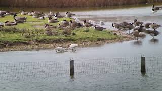 Spoonbills at RSPB Medmerry