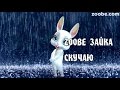 Zoobe Зайка, Скучаю!