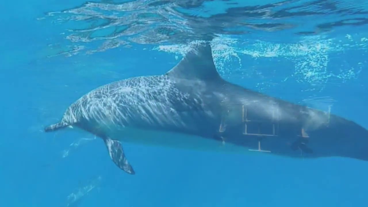 Hawaii Mastermind - Intuitive leadership retreat insights