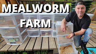 How to Start Your Own Meal Worm Farm \/\/ After 6 MONTHS \/\/ LIVING OFF THE LAND (Part 3)