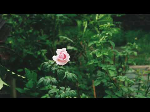 รักไม่ยอมเปลี่ยนแปลง - อัสนี วสันต์ (covered by mui)