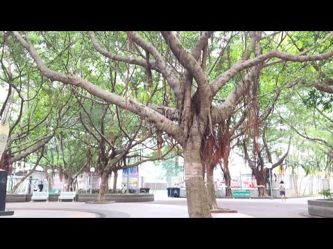 ANU BA ANG KATUTUHANAN SA PUNO NA BALETE MAY MGA NILALANG NGA BA O WALA 💪🤗🤔😱WATCH UNTILL THE END 🥰